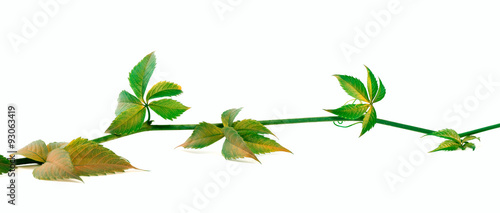 Yellowed twig of grapes leaves on white background