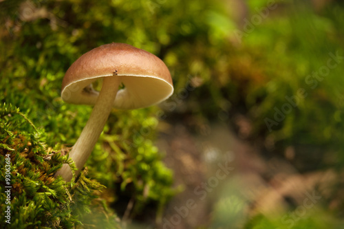 Mushrooms in forest