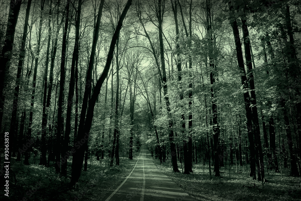 Fototapeta premium monochrome landscape nature park