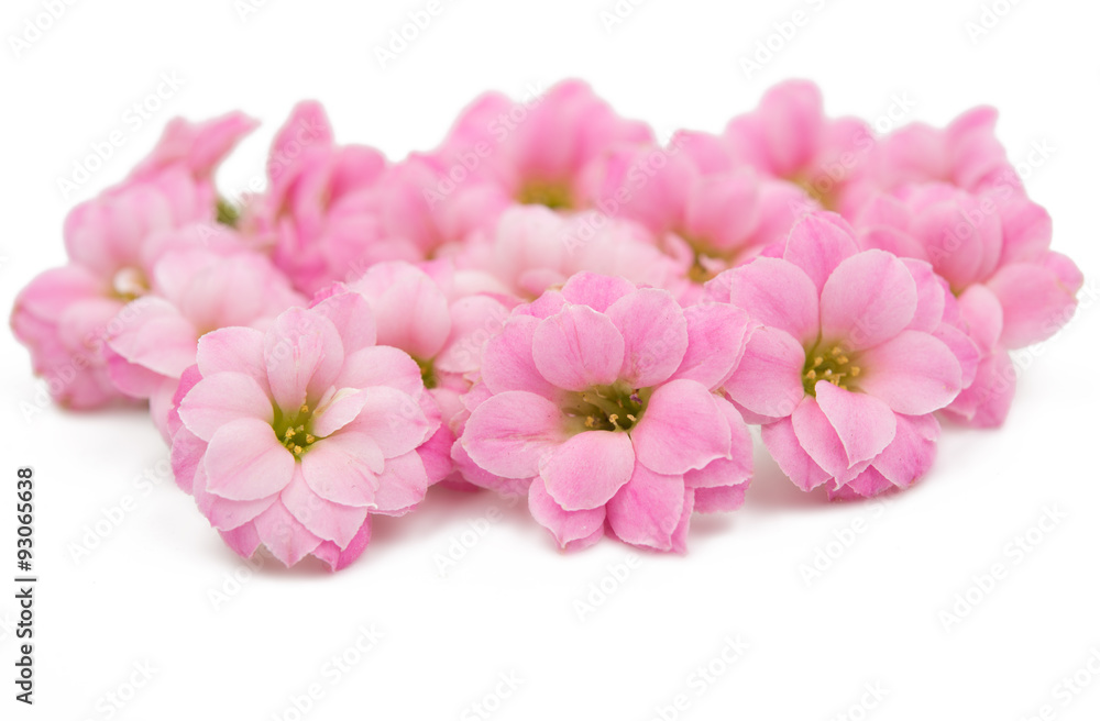 delicate pink flowers