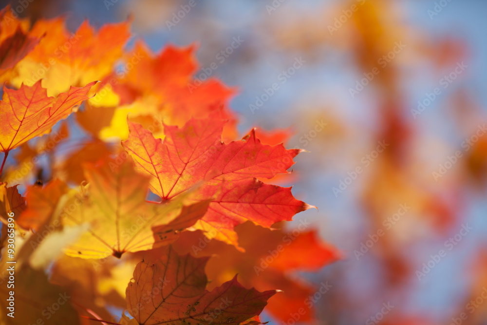 Bright autumn leaves of a maple against the blue sky