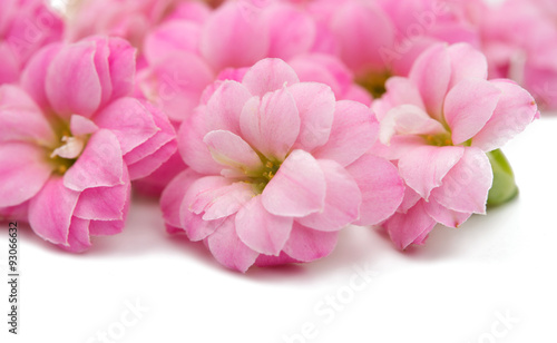 delicate pink flowers