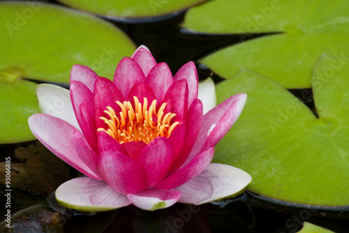 Water Lily in a Pond