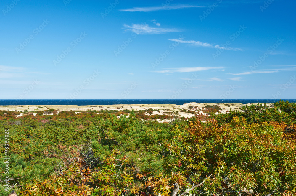 Landscape at Cape Cod