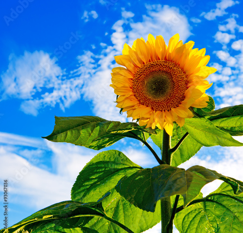 Fototapeta Naklejka Na Ścianę i Meble -  Sun flower against a blue sky.