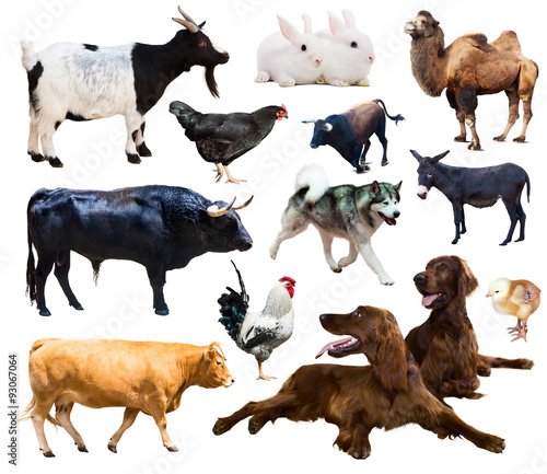  farm animals. Isolated over white background