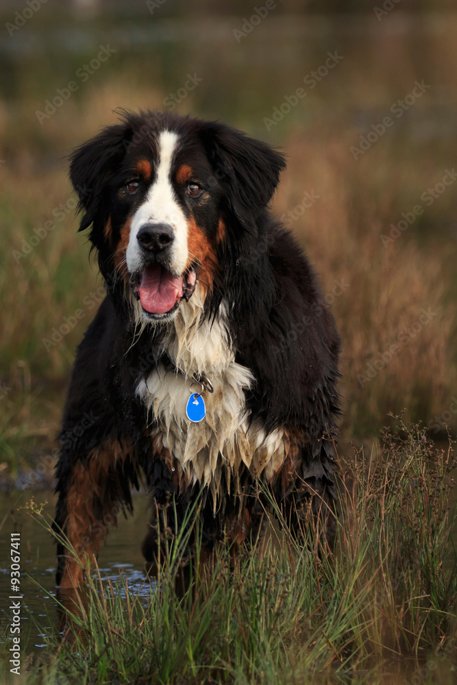 Berner Sennenhund Berner Sennenhund