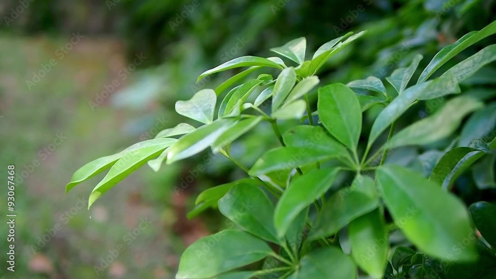park, forest, trees, pine branches, leaves, nature park, forest, trees, pine branches, leaves, nature