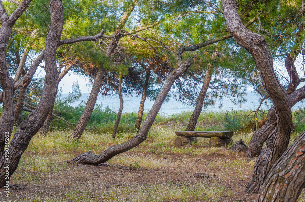 View of sinuous pine-tree trunks and bench, Pineto View of sinuous pine-tree trunks and bench, Pineto