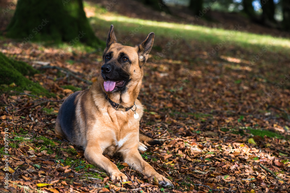 German shepherd dog portrait in autumn forest