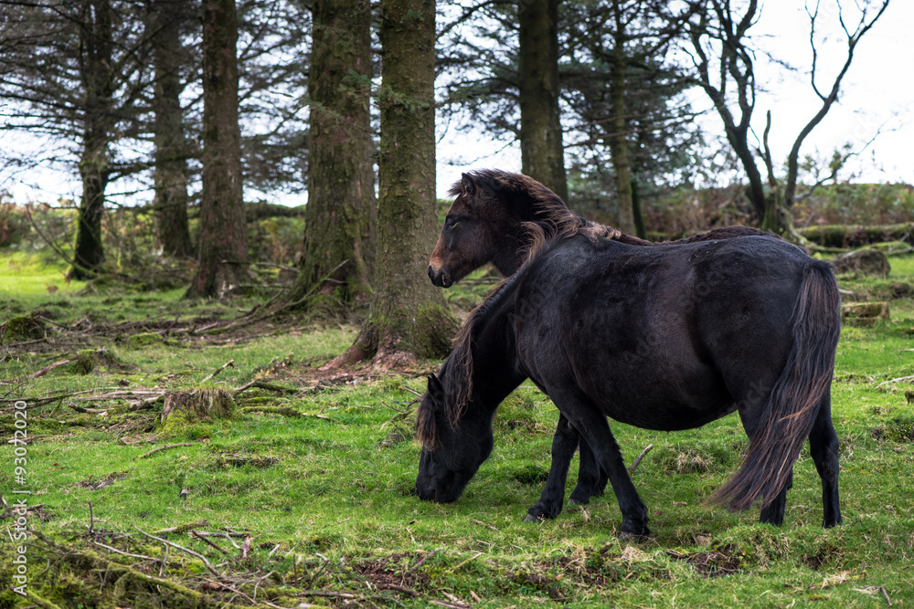 Fototapeta premium Wild pony horse grazing in autumn forest