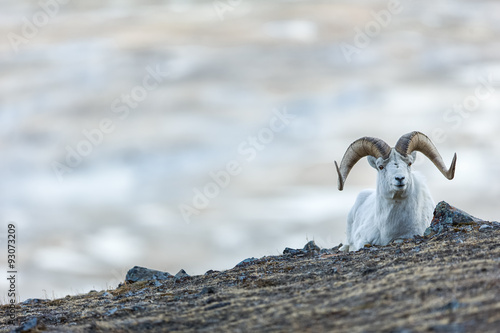 Einsames Dall-Schaf Männchen vor atemberaubender Kulisse © Martin Rudlof