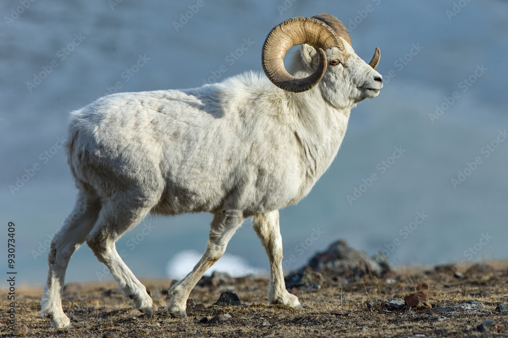 Naklejka premium Majestätisches Fall-Schaf Männchen