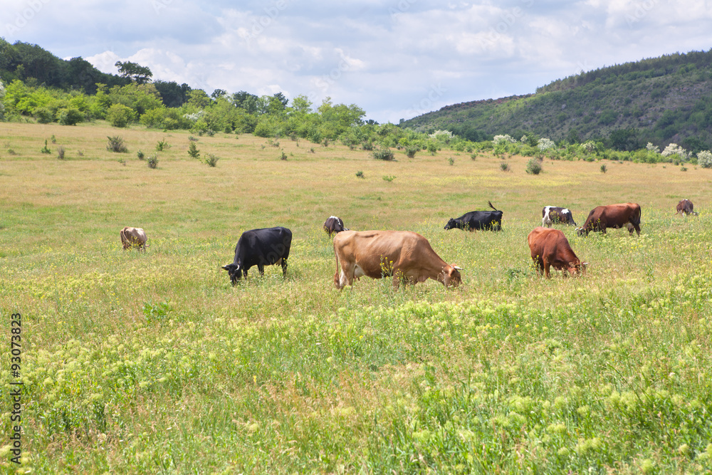 cows on the meadow