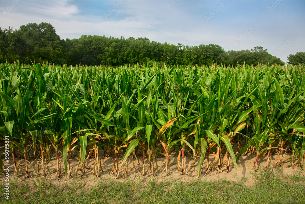 Green corn field growing up against blue sky