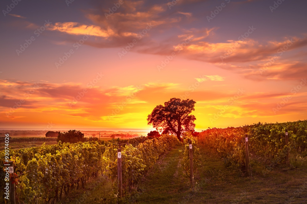 Bolgheri and Castagneto vineyard and tree on sunset in backlight