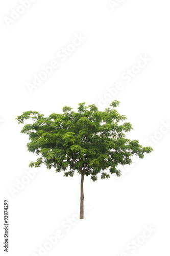 Stock Photo:.Green beautiful and young eucalyptus tree isolated