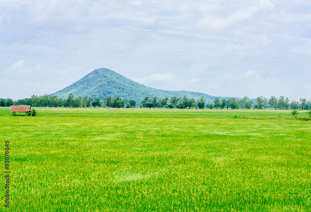 softlight from sunshine landscape view of Toddy palm and rice-fi softlight from sunshine landscape view of Toddy palm and rice-fi