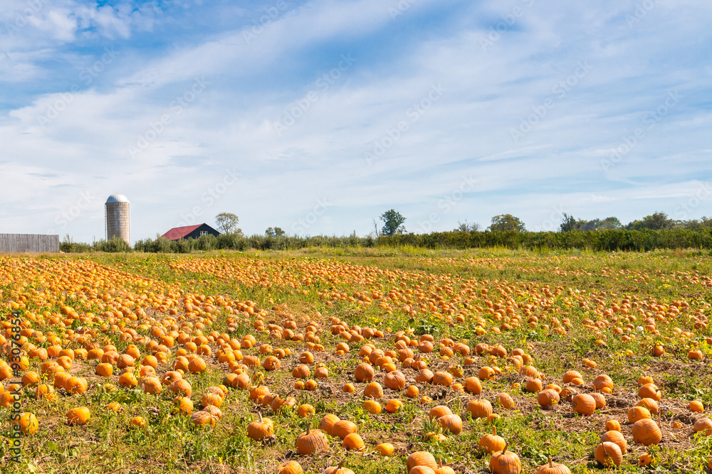 Pumpkin field in a country farm,   autumn landscape.