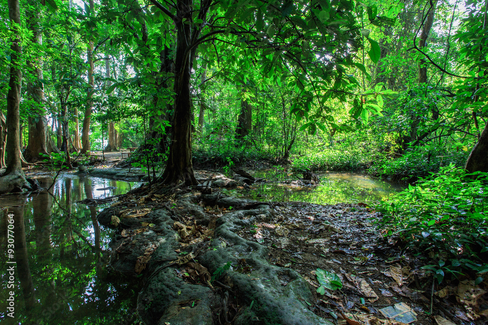ropical rain forest, selva ropical rain forest, selva