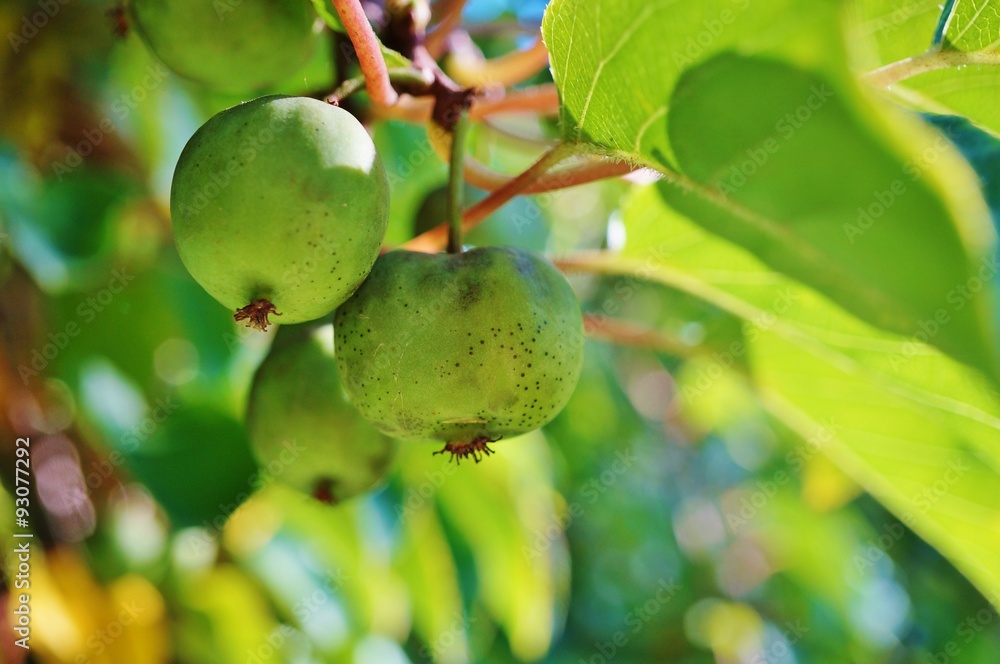 Green baby kiwi fruit actinidia arguta growing on the vine Green baby kiwi fruit actinidia arguta growing on the vine