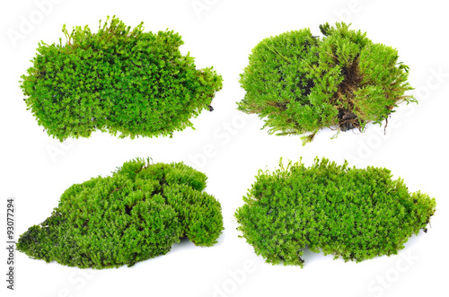 Canvas Print Green moss isolated on white bakground