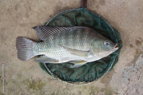 Tilapia (Oreochromis niloticus) big size in fishing net