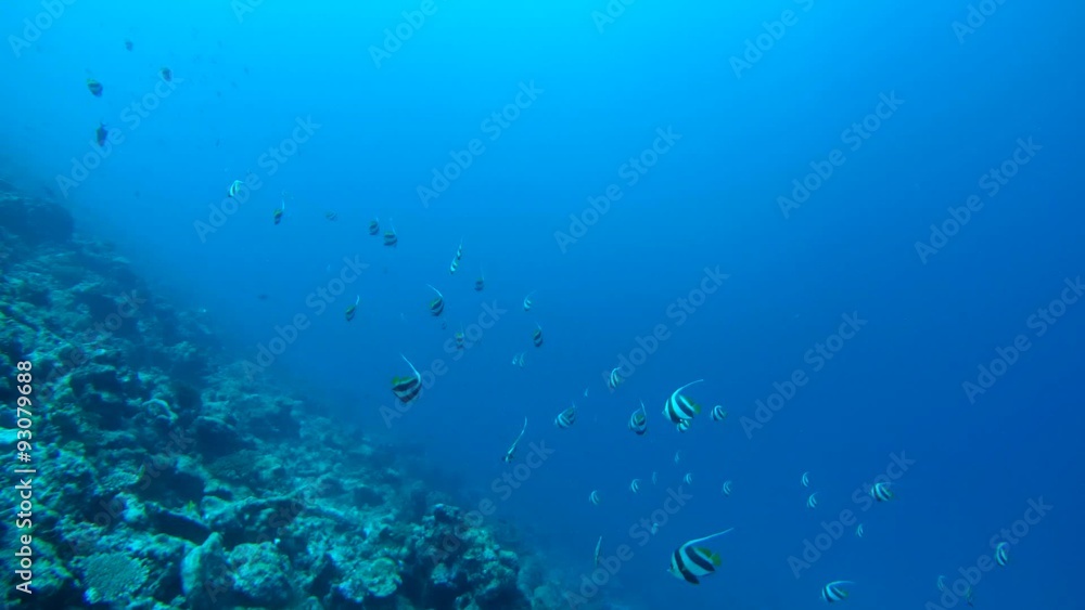 A large school of Moorish idol (Zanclus cornutus) swims over a coral reef, Indian Ocean, Maldives
A large school of Moorish idol (Zanclus cornutus) swims over a coral reef, Indian Ocean, Maldives