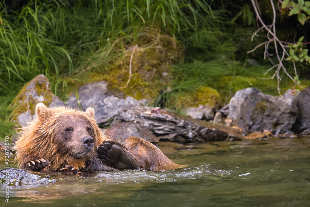 Grizzlybär kratzt sich genüsslich im Fluss Grizzlybär kratzt sich genüsslich im Fluss