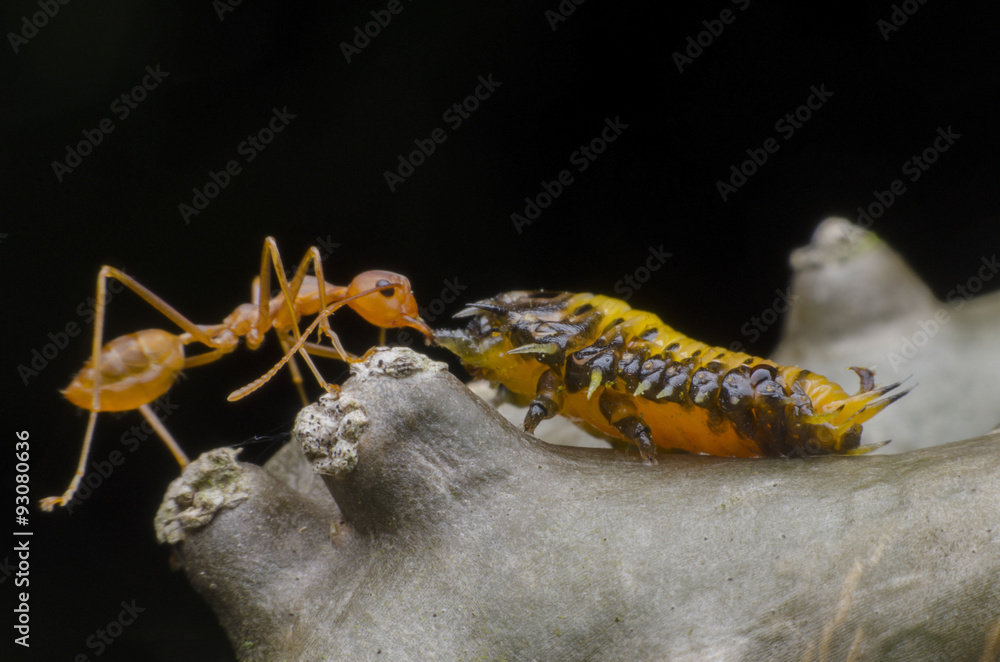 Obraz premium ant