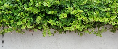 White Plastered Wall With Green Hedge, Background