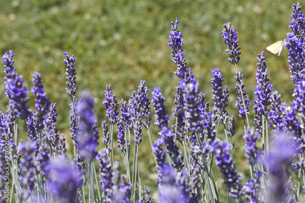 Obraz premium Lavender Flovers