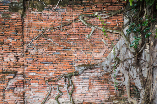 Ancient wall with tree at Wat Mahathat, Ayutthaya, Thailand.