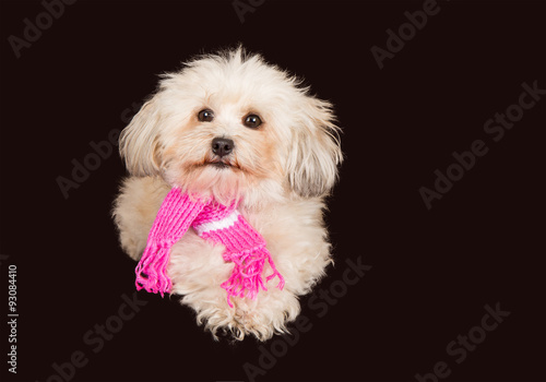 Hund, Havaneser mit Schal