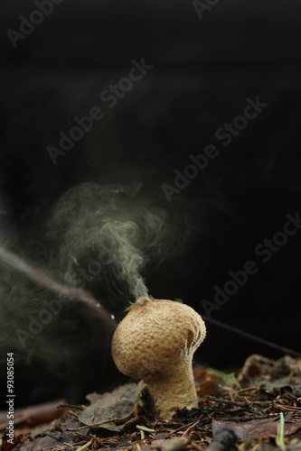 Puffball fungus spores reproduction smoke mushroom