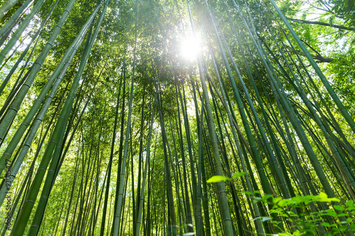 las-bambusowy-z-zabiej-perspektywy