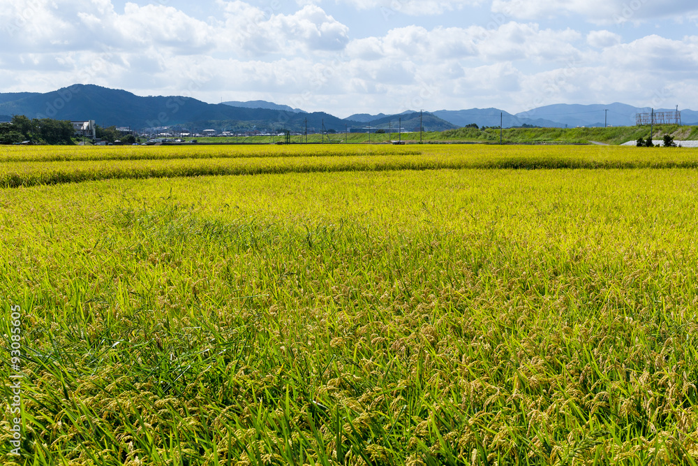 Golden rice in the field
