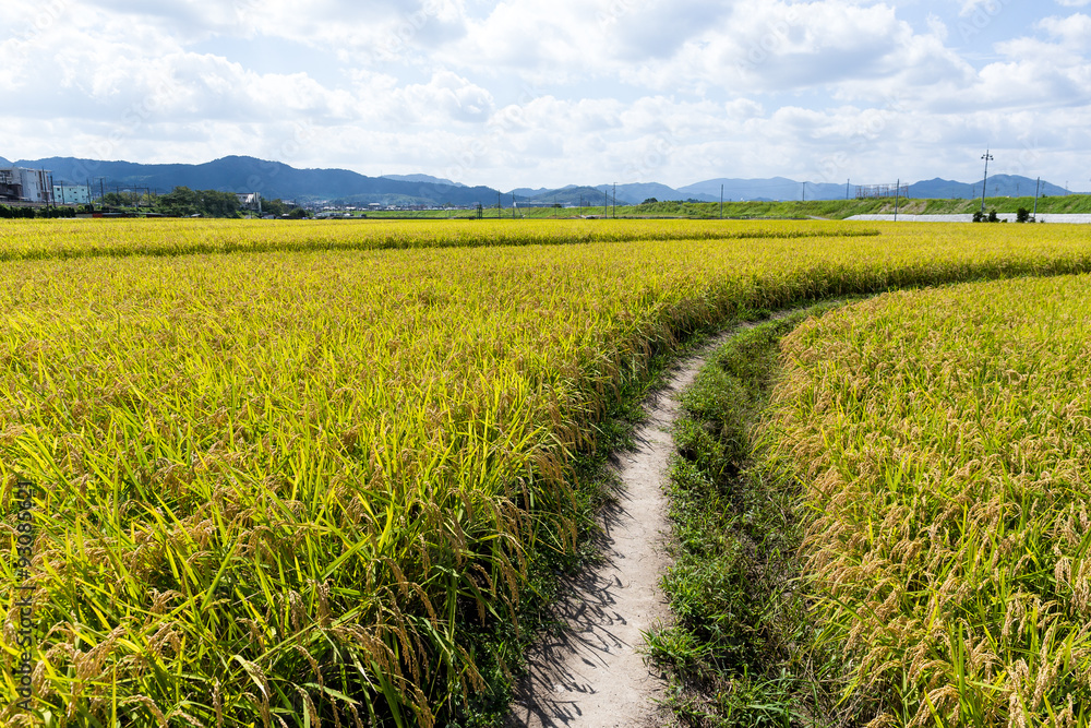 Pathway though rice field