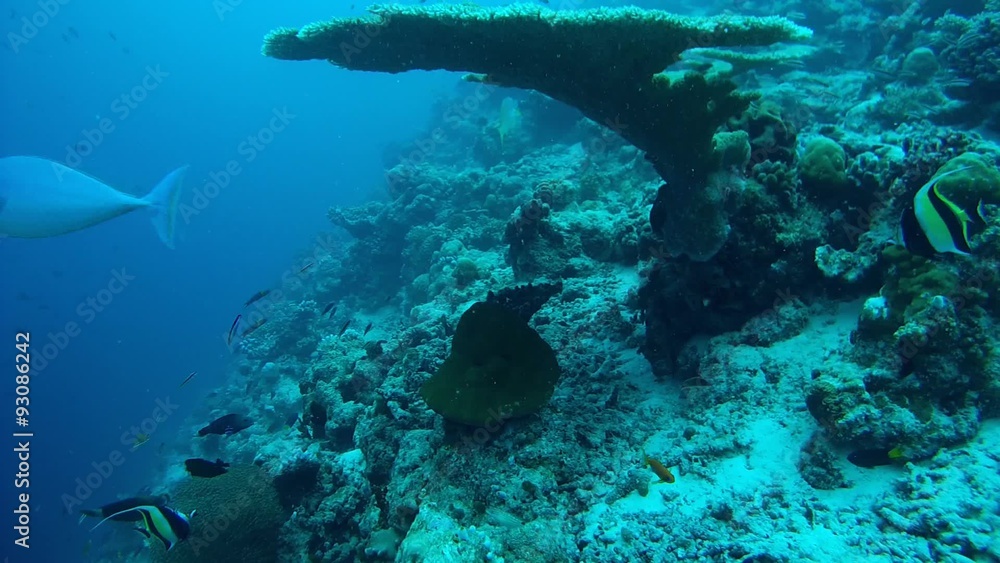 Fish elongated unicornfish (Naso lopezi) Rhino comes up from under the coral, Indian Ocean, Maldives
Fish elongated unicornfish (Naso lopezi) Rhino comes up from under the coral, Indian Ocean, Maldives