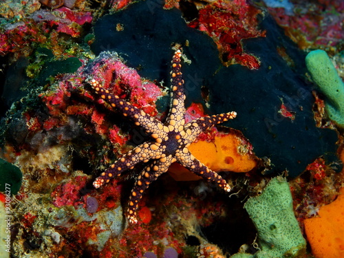 Starfish, Island Bali, Pemuteran