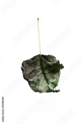 dry leaf 