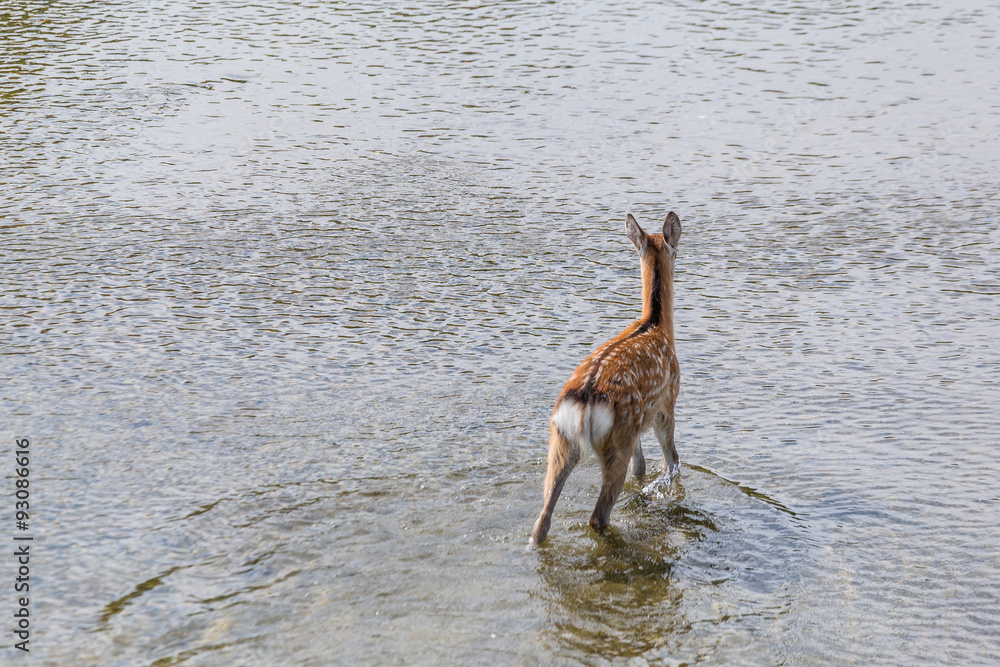 Obraz premium Roe deer walking in the lake