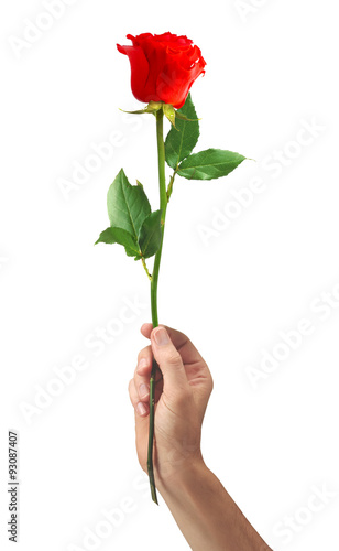 red rose flower in hand men isolated on white background