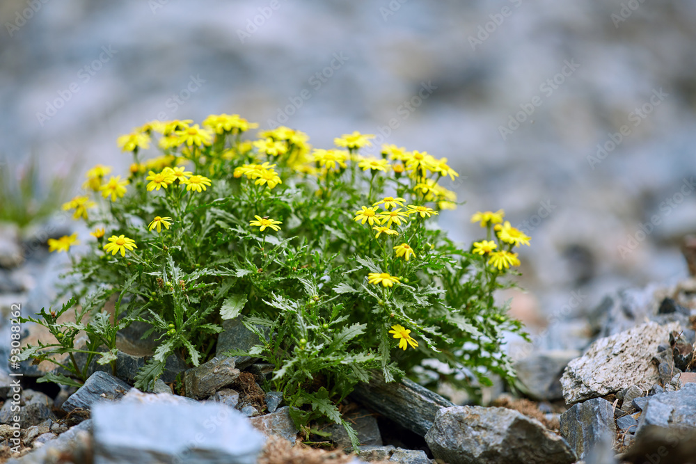 Obraz premium Mountain flowers