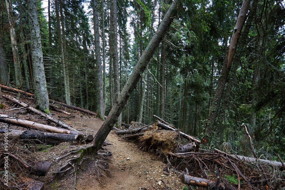 Pine forest Pine forest