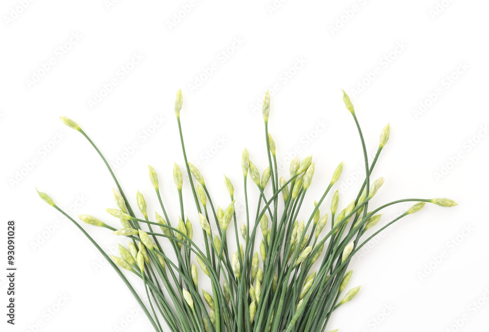 Chinese chives Chinese chives