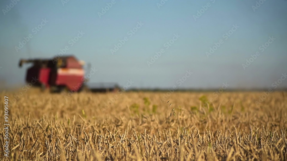 Combine Harvester harvesting in a field of wheat. 60fps
Combine Harvester harvesting in a field of wheat. 60fps