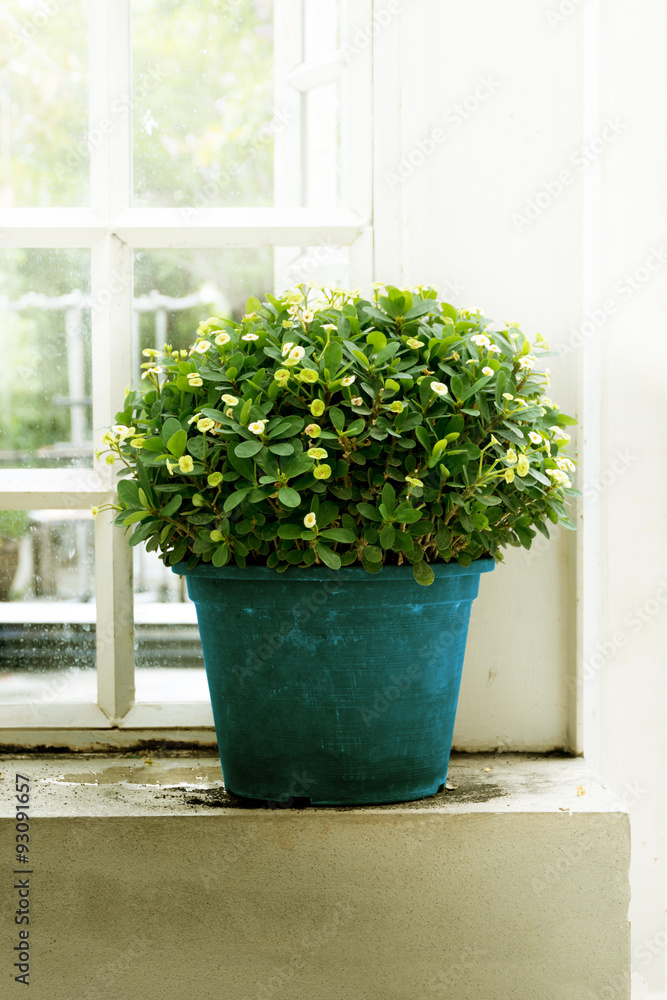  plants in pots side window