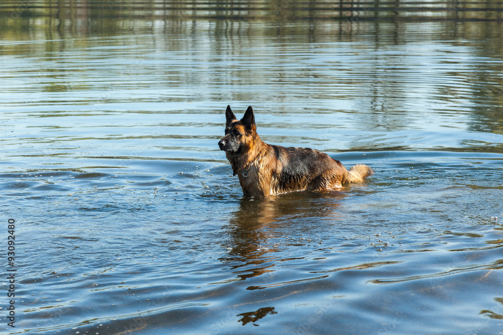 german shepherd, man's best friend, favorite, pet, guard dog, sh german shepherd, man's best friend, favorite, pet, guard dog, sh