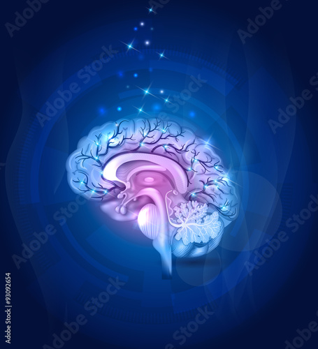 Healthy Brain cross section, vessels